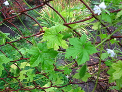 Echinopepon wrightii