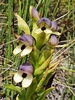Golden Disa - Photo (c) Corli du Toit Smith, some rights reserved (CC BY), uploaded by Corli du Toit Smith