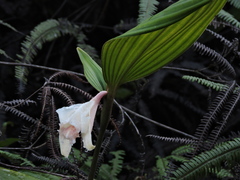 Sobralia klotzscheana