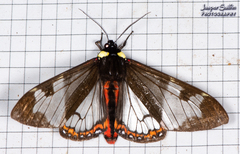 Dysschema marginalis