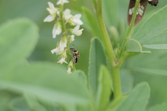 Nicentrus circumcinctus