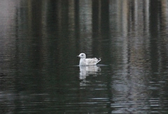 Larus argentatus