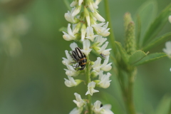 Nicentrus circumcinctus