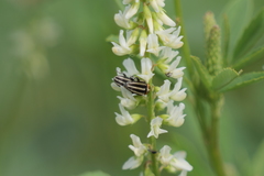 Nicentrus circumcinctus