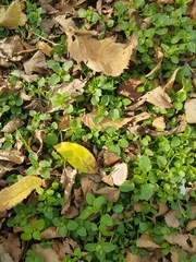 Stellaria media