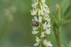 Nicentrus circumcinctus