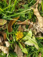 Taraxacum officinale