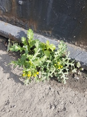 Senecio vulgaris