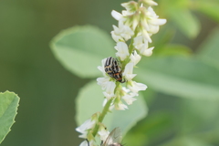 Nicentrus circumcinctus