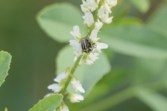 Nicentrus circumcinctus