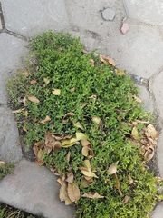 Polygonum aviculare