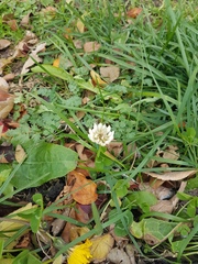 Trifolium repens