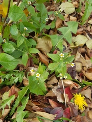 Galinsoga quadriradiata