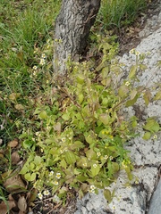 Galinsoga quadriradiata