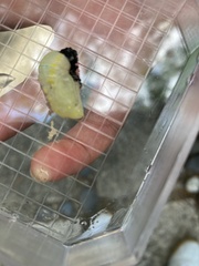 Graphium agamemnon