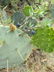 Forestiera angustifolia