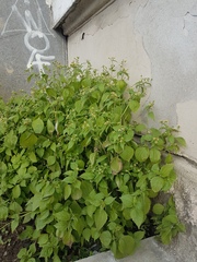 Galinsoga quadriradiata