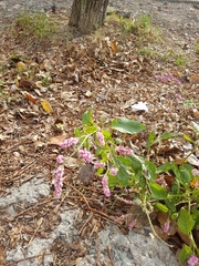 Persicaria pilosa