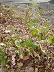 Persicaria pilosa