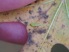 Macrodiplosis qoruca