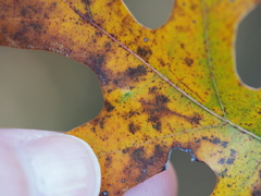 Macrodiplosis qoruca