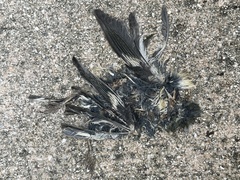 Setophaga caerulescens