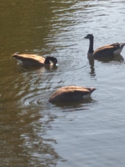Branta canadensis