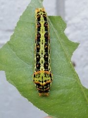 Papilio demodocus demodocus
