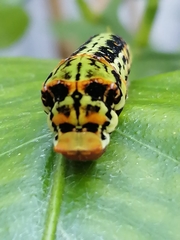 Papilio demodocus demodocus