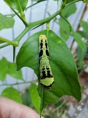 Papilio demodocus demodocus