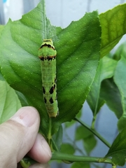 Papilio demodocus demodocus