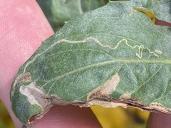 Mompha argentimaculella