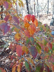 Cornus sanguinea australis