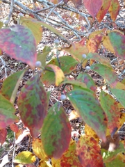 Cornus sanguinea australis
