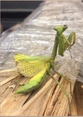 Stagmomantis carolina