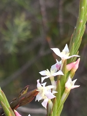 Struthiola salteri