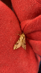 Lophocampa caryae