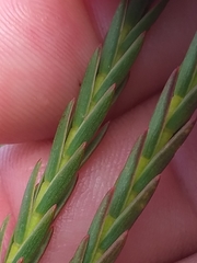 Struthiola salteri