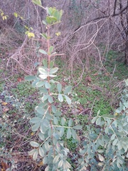 Halimodendron halodendron