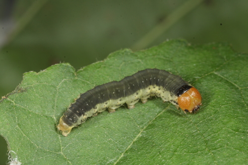 Common Lutestring