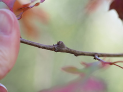 Callirhytis aquaticae