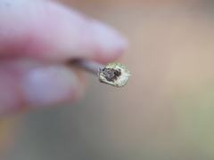 Callirhytis aquaticae