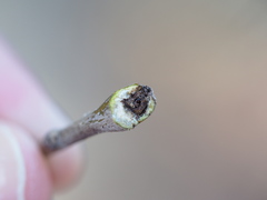 Callirhytis aquaticae