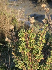 Limbarda crithmoides