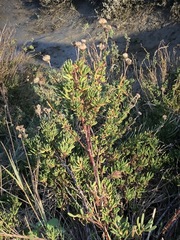 Limbarda crithmoides