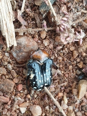 Clinteroides permutans