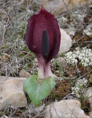Arum pictum