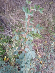 Halimodendron halodendron