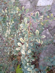 Halimodendron halodendron