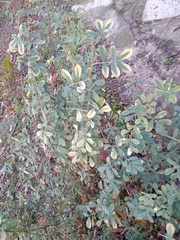 Halimodendron halodendron